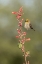 Picture of AZ, AMADO VERDIN ON STALK OF HESPERALOE