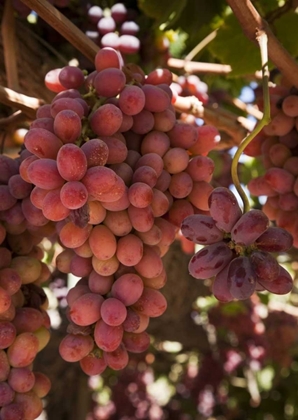 Picture of CHILE, COLCHAGUA RED GRAPES ON THE VINE