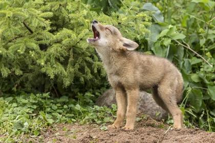 Picture of MINNESOTA, SANDSTONE HOWLING COYOTE PUP