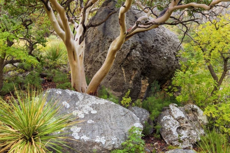 Picture of TX, GUADALUPE MTS NP TEXAS MADRONA TREE