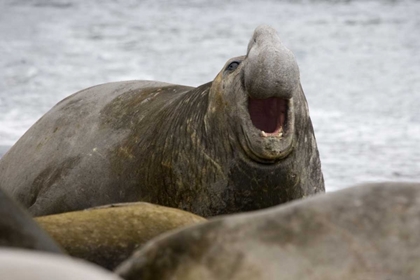 Picture of SOUTH GEORGIA ISLAND BULL ELEPHANT SEAL