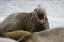 Picture of SOUTH GEORGIA ISLAND BULL ELEPHANT SEAL