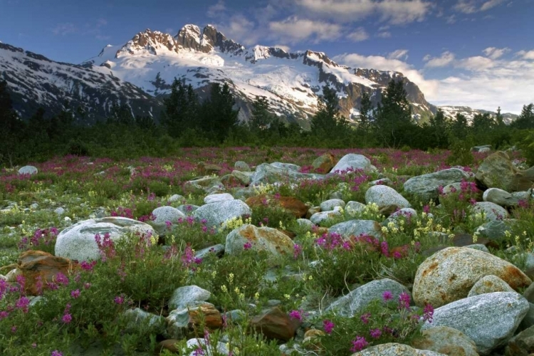 Picture of AK, ALSEK-TATSHENSHINI MEADOW LANDSCAPE