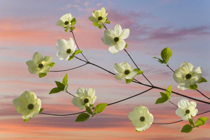 Picture of WA, HOOD CANAL PACIFIC DOGWOOD BLOSSOMS