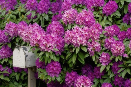 Picture of OR,SALEM RHODODENDRONS SURROUND MAILBOX
