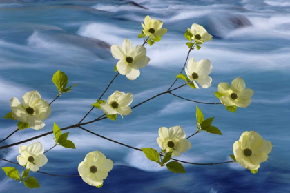 Picture of WA, HOOD CANAL PACIFIC DOGWOOD BLOSSOMS