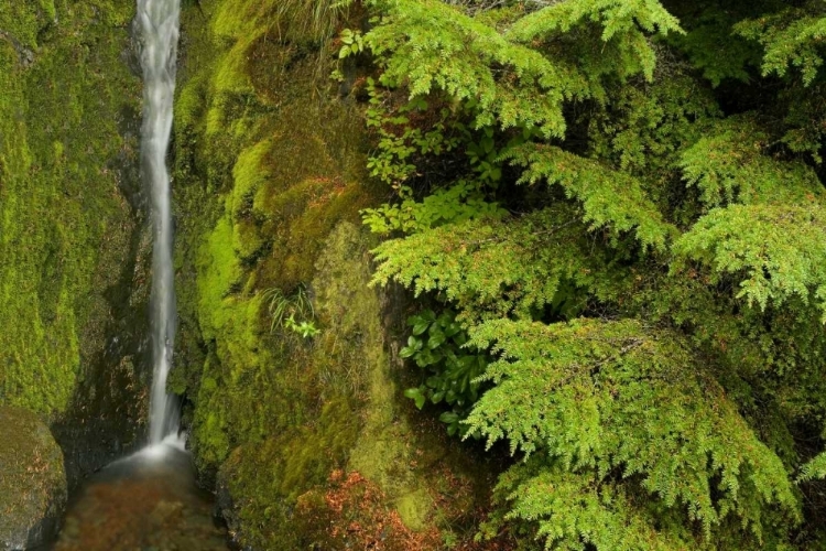 Picture of WA, MT BAKER WILDERNESS, SMALL WATERFALL