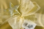 Picture of DETAIL OF DECORATIONS ON A CHRISTMAS GIFT
