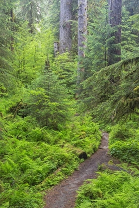 Picture of USA, WASHINGTON, OLYMPIC NP FOREST TRAIL