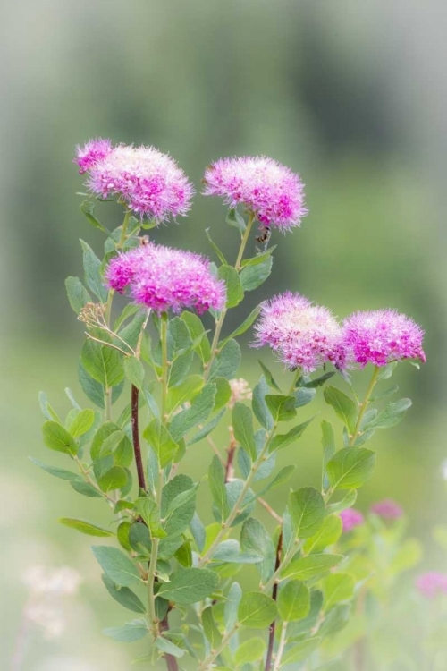 Picture of WASHINGTON, MOUNT RAINIER NP WILDFLOWERS