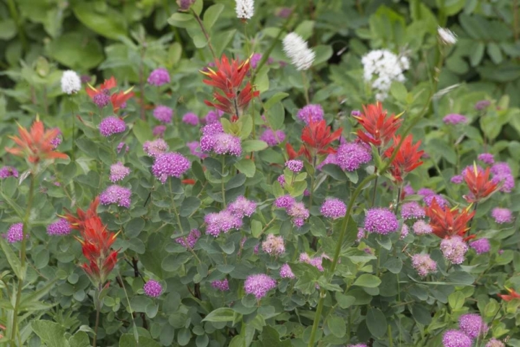 Picture of WASHINGTON, MOUNT RAINIER NP WILDFLOWERS