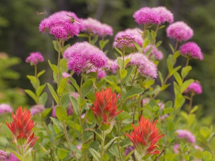 Picture of WASHINGTON, MOUNT RAINIER NP WILDFLOWERS