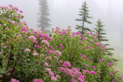 Picture of WASHINGTON, MOUNT RAINIER NP WILDFLOWERS