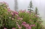 Picture of WASHINGTON, MOUNT RAINIER NP WILDFLOWERS