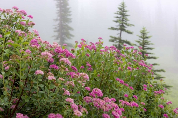 Picture of WASHINGTON, MOUNT RAINIER NP WILDFLOWERS