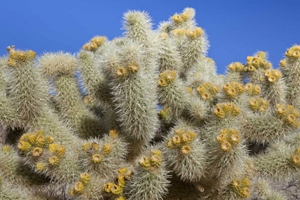 Picture of CALIFORNIA, JOSHUA TREE NP CHOLLA CACTUS