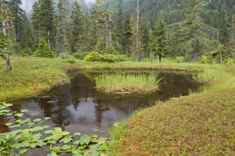 Picture of ALASKA, ADMIRALTY ISLAND POND AND FOREST