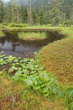Picture of ALASKA, ADMIRALTY ISLAND POND AND FOREST