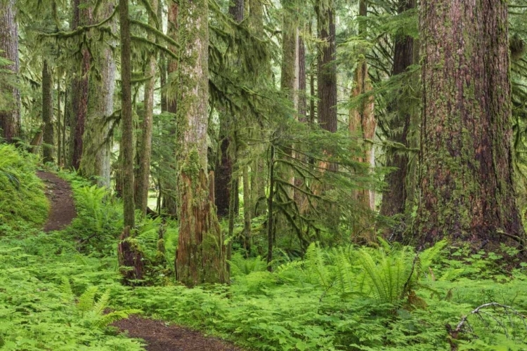 Picture of WASHINGTON, OLYMPIC NP OLD GROWTH FOREST