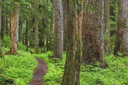Picture of WASHINGTON, OLYMPIC NP OLD GROWTH FOREST