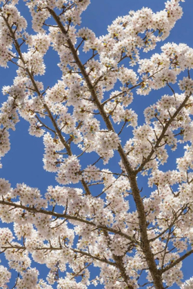 Picture of WASHINGTON, SEABECK CHERRY TREE BLOSSOMS