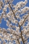 Picture of WASHINGTON, SEABECK CHERRY TREE BLOSSOMS