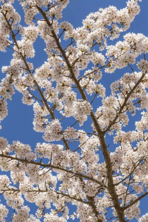 Picture of WASHINGTON, SEABECK CHERRY TREE BLOSSOMS