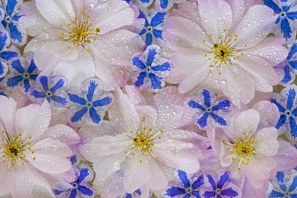 Picture of CHERRY BLOSSOMS AND BLUE FLOWERS WITH DEW