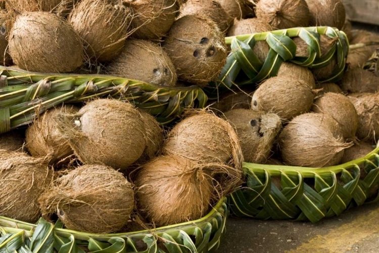 Picture of POLYNESIA, KINGDOM OF TONGA COCONUTS FOR SALE