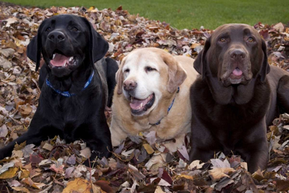 Picture of LABRADOR RETRIEVER DOGS IN A PILE OF LEAVES PR
