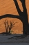 Picture of NAMIBIA, NAMIB DESERT SILHOUETTE OF LONE TREE