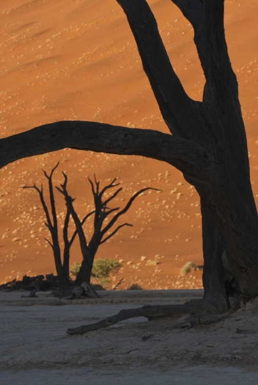 Picture of NAMIBIA, NAMIB DESERT SILHOUETTE OF LONE TREE
