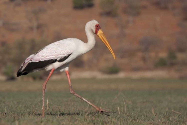 Picture of AFRICA, BOTSWANA, CHOBE NP SADDLE-BILLED STORK