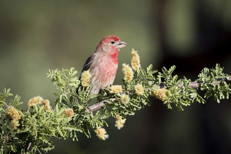 Picture of USA, ARIZONA, AMADO MALE HOUSE FINCH ON BRANCH