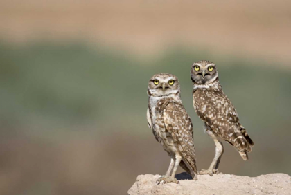 Picture of USA, ARIZONA, BUCKEYE A PAIR OF BURROWING OWLS