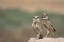 Picture of USA, ARIZONA, BUCKEYE A PAIR OF BURROWING OWLS
