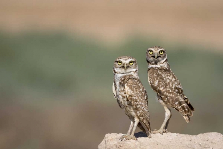 Picture of USA, ARIZONA, BUCKEYE A PAIR OF BURROWING OWLS