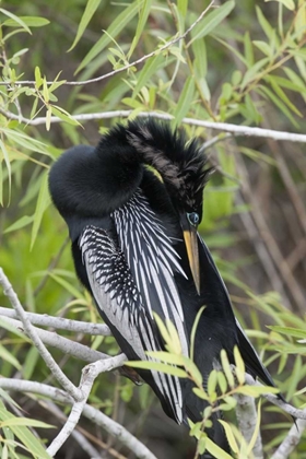 Picture of USA, FLORIDA, EVERGLADES NP A PREENING ANHINGA