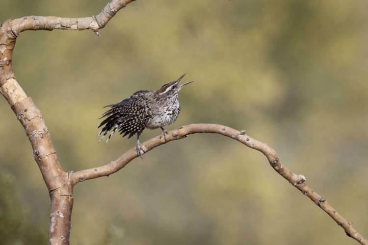 Picture of ARIZONA, BUCKEYE SINGING CACTUS WREN ON BRANCH