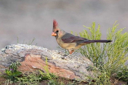 Picture of ARIZONA, AMADO FEMALE CARDINAL PERCHED ON ROCK