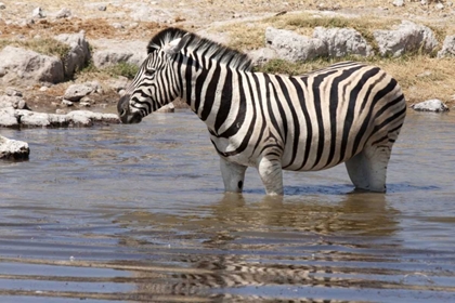 Picture of ZEBRA STANDING IN WATERHOLE, ETOSHA NP, NAMIBIA