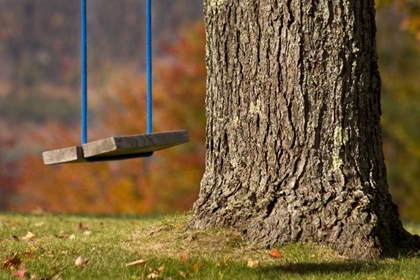 Picture of MAINE, BETHEL A WOODEN SWING HANGS FROM A TREE