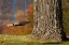 Picture of MAINE, BETHEL A WOODEN SWING HANGS FROM A TREE