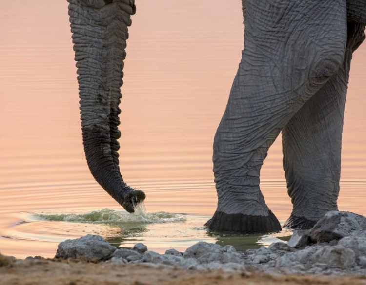 Picture of NAMIBIA, ETOSHA NP DRINKING ELEPHANT AT SUNSET