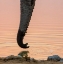 Picture of NAMIBIA, ETOSHA NP DRINKING ELEPHANT AT SUNSET