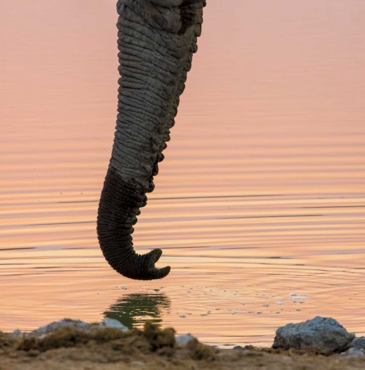 Picture of NAMIBIA, ETOSHA NP DRINKING ELEPHANT AT SUNSET