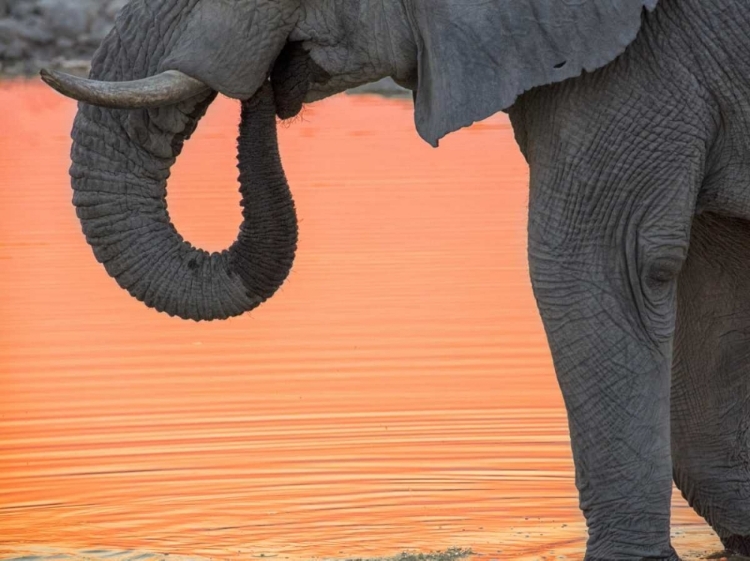 Picture of NAMIBIA, ETOSHA NP DRINKING ELEPHANT AT SUNSET