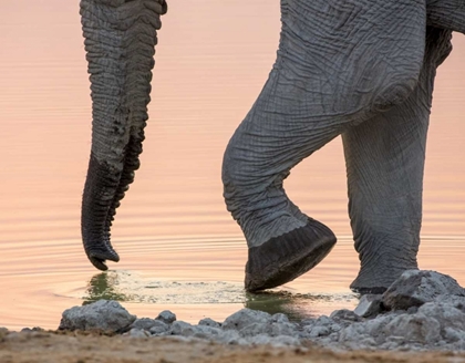 Picture of NAMIBIA, ETOSHA NP DRINKING ELEPHANT AT SUNSET