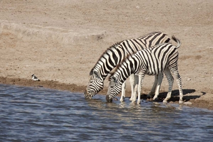 Picture of NAMIBIA, ETOSHA NP ZEBRAS DRINK AT A WATERHOLE