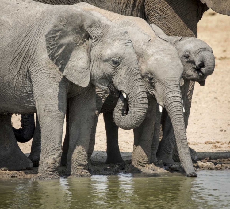 Picture of NAMIBIA, ETOSHA NP ELEPHANTS DRINKING AT WATER